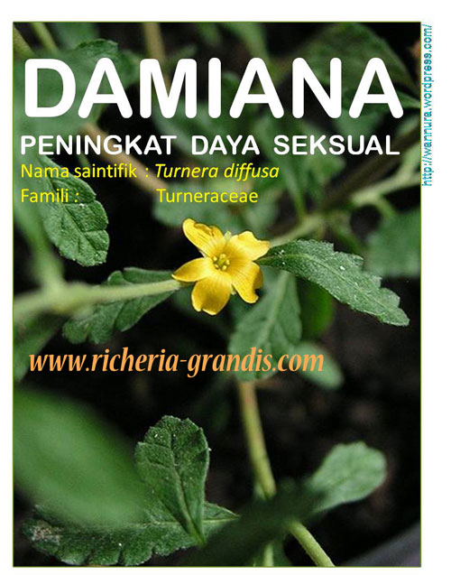 Damiana